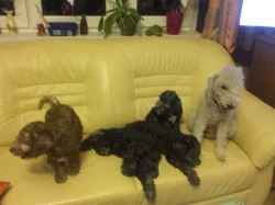 Štěňátko bedlington teriéra