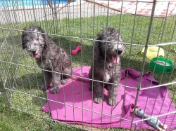 Štěňátko bedlington teriéra