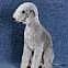 Štěňátko bedlington teriéra