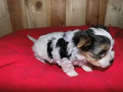 Štěňata Biewer Yorkshire Terrier na prodej.