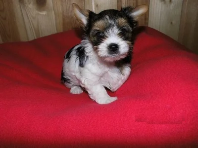 Štěňata Biewer Yorkshire Terrier na prodej.