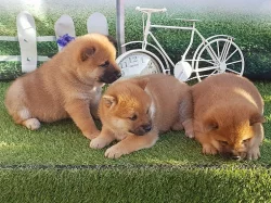 Shiba Inu s PP žíhaná