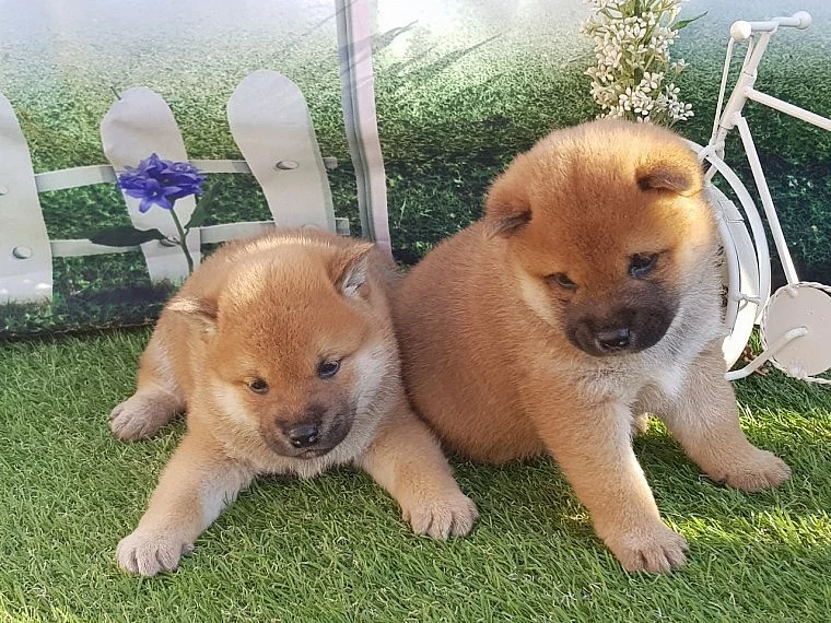 Shiba Inu s PP žíhaná