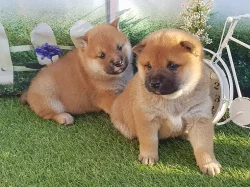 Shiba Inu s PP žíhaná