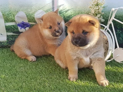 Shiba Inu s PP žíhaná