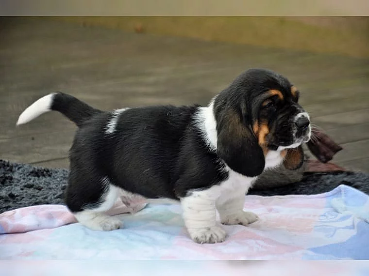 Basset Hound štěňata na prodej.