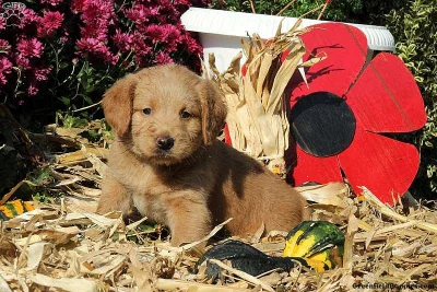 labradoodle-miniaturní štěně