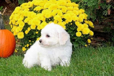Bichon frize Puppy