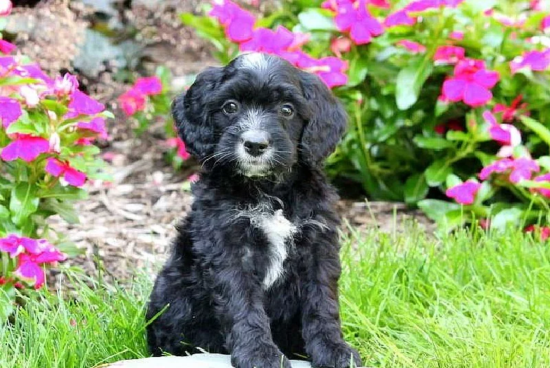 Štěně Springerdoodle