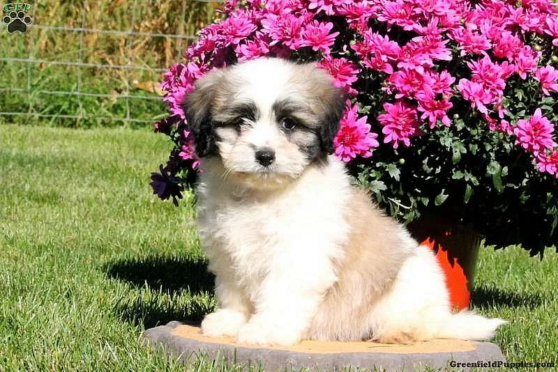 Shichon štěně