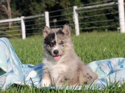 Štěně Pomsky