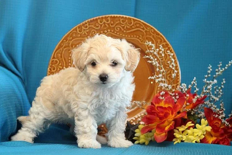 maltipoo štěně