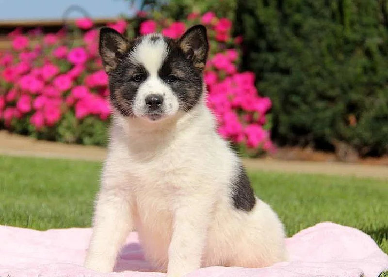 Americký Eskimo Mix Puppy