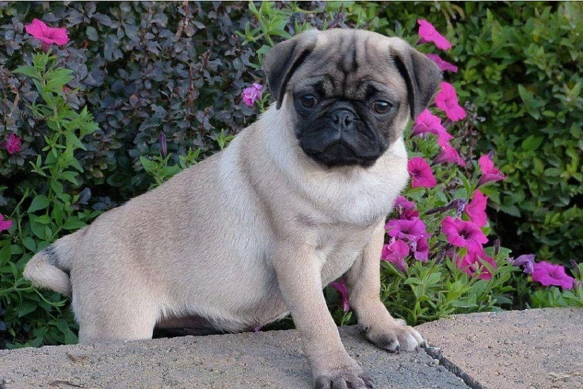 Zdravé štěně mops