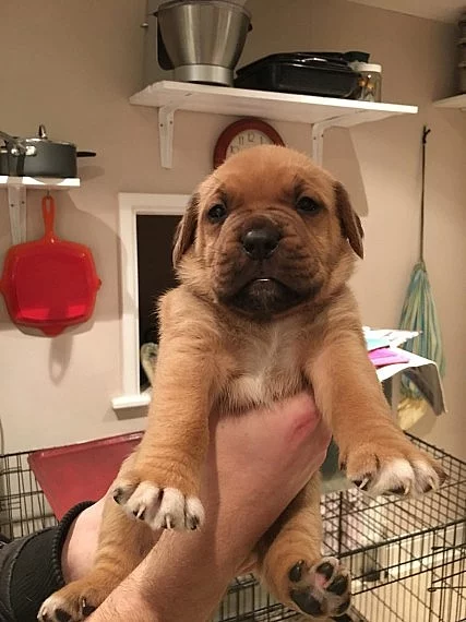 Dogue de Bordeaux X Bullmastiff Pup