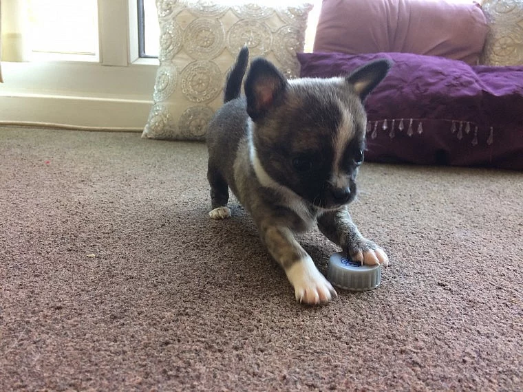 Chihuahua X Pom
