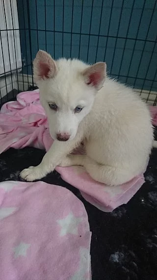Nádherný Huský štěně