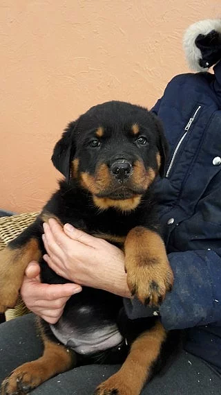Masivní Rottweiler