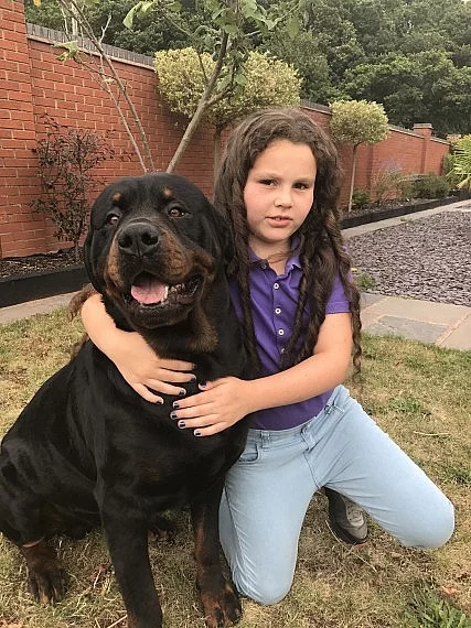 Rottweiler Stud
