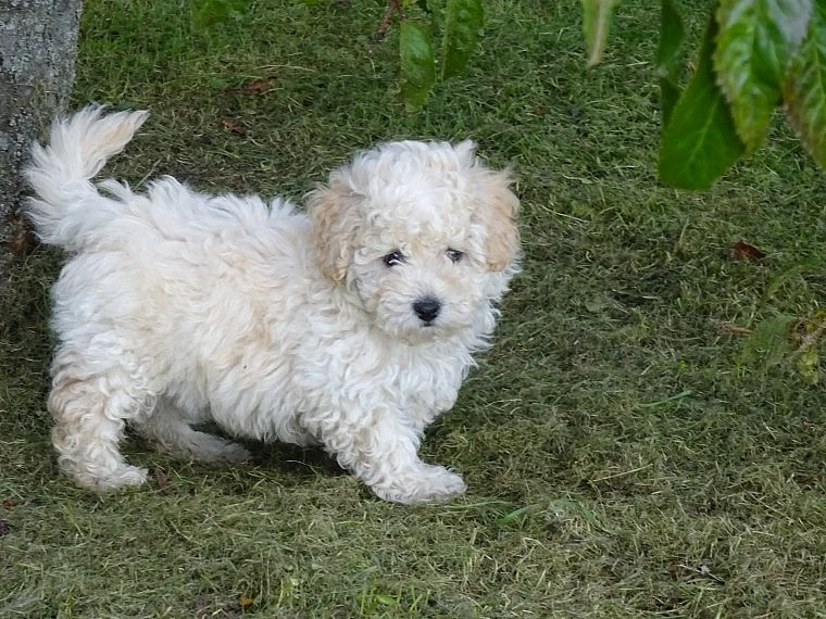 Poochon štěňata