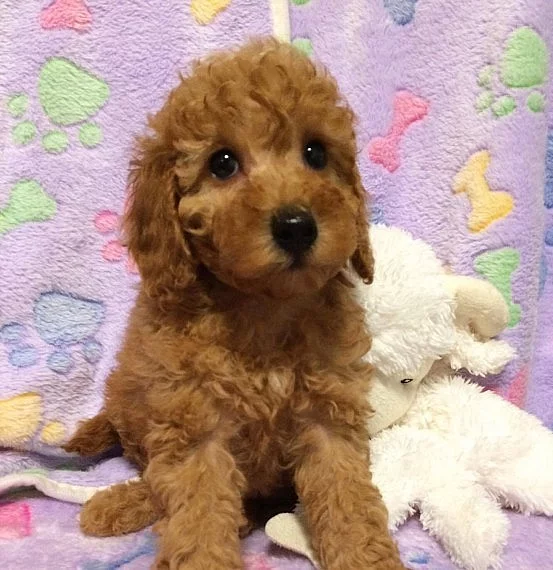 Red Cockapoo Puppy