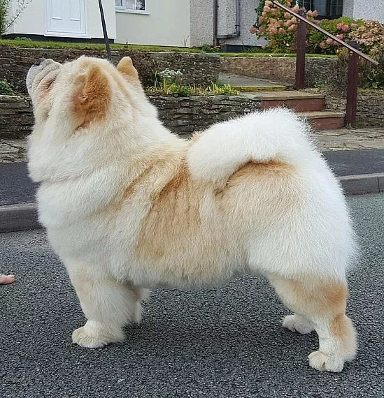 Šampion Sainte Chow Chow