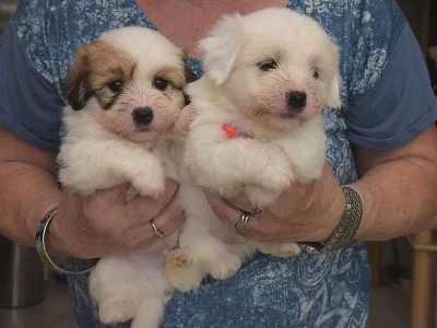 Coton de Tuléar