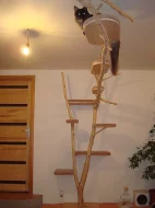 Kočičí strom /škrabadlo/kočka/koťata/pelíšek