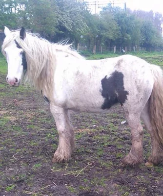 Piebald Cob Colt Pro dobré domovy