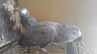 Stát a mluvit Chico