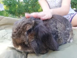 Daruji dva KRÁLÍKY