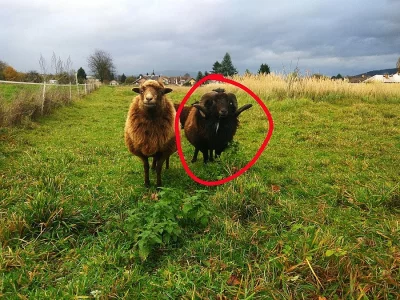 Prodám quessantského/ouessantského berana