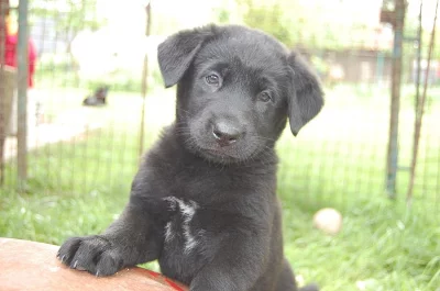 Štěňata Husky - Labrador