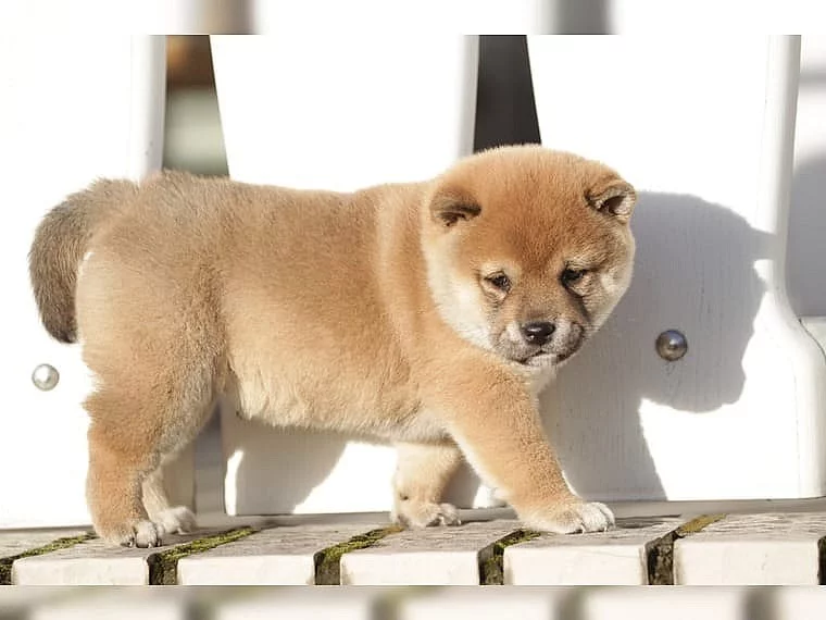 Shiba inu - pejsek