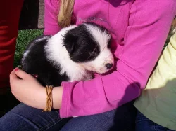 Border kolie na prodej bez PP