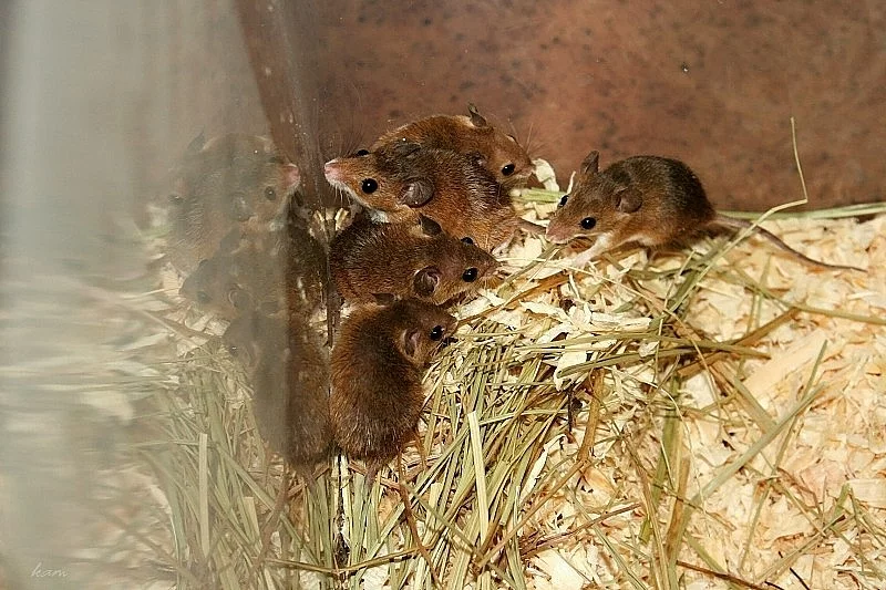 Myška africká - minimyš (DARUJI samčí skupinku)