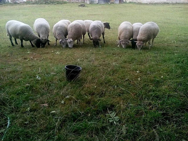 Prodáme ovečky za nízkou cenu!