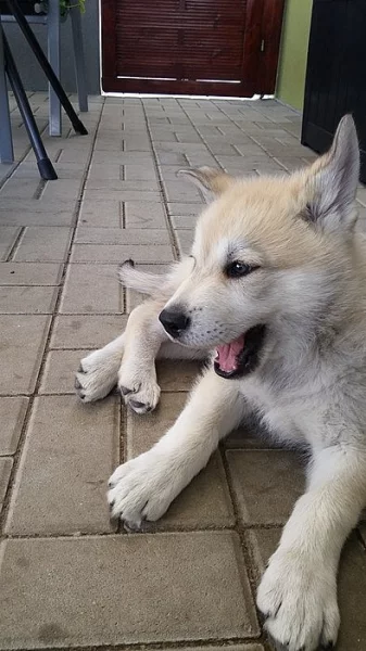 Husky + Československý vlčák