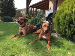 Rhodeský ridgeback