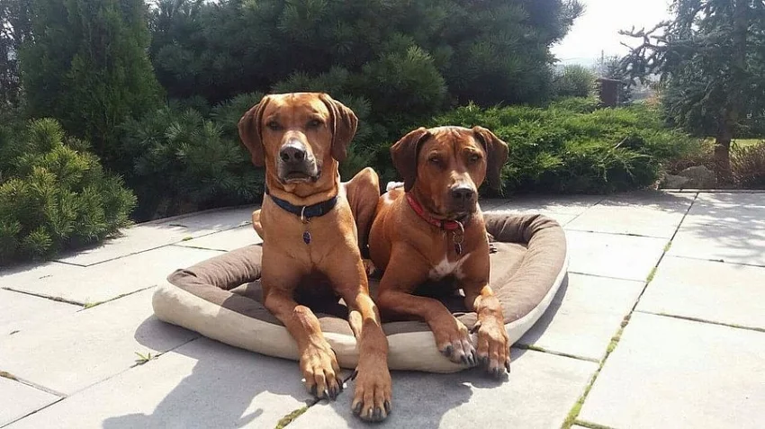 Rhodeský ridgeback