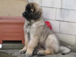 LEONBERGER