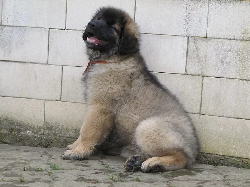 LEONBERGER