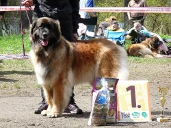 LEONBERGER