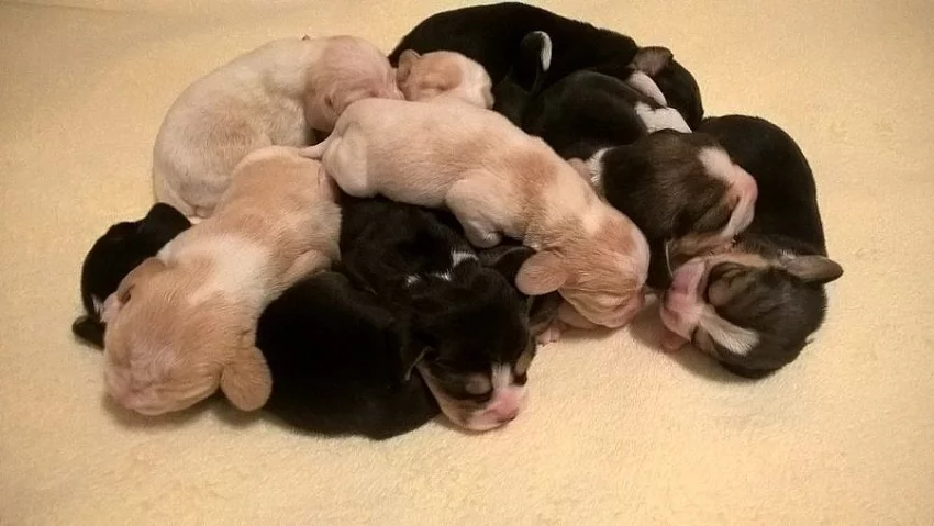 Bígl beagle štěňátka