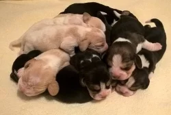 Bígl beagle štěňátka