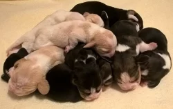 Bígl beagle štěňátka