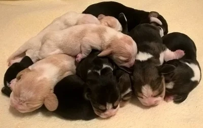 Bígl beagle štěňátka