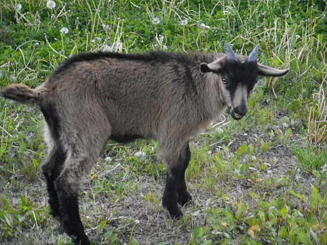 Kůzlata - prodám kozlíka