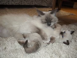 Ragdoll kotě s PP (kočička)