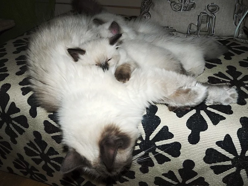 Ragdoll kotě s PP (kočička)